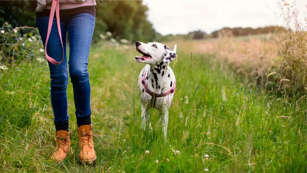 femme qui marche un dalmatien