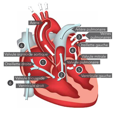 Une section transversale du cœur avec des flèches montrant le trajet d'écoulement sanguin. Les étiquettes indiquent : l’aorte, la valvule aortique, la valvule pulmonaire, l’artère pulmonaire, les veines pulmonaires , l’oreillette gauche, la valvule mitrale, le ventricule gauche, l’oreillette droite, la valvule tricuspide et, le ventricule droit.