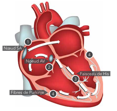 Une section transversale du cœur avec des flèches montrant le chemin de l’impulsion électrique dans le cœur. Les étiquettes indiquent : le nœud sino-auriculaire (SA), le nœud auriculo-ventriculaire (AV), les fibres de Purkinje et le faisceau de His.
