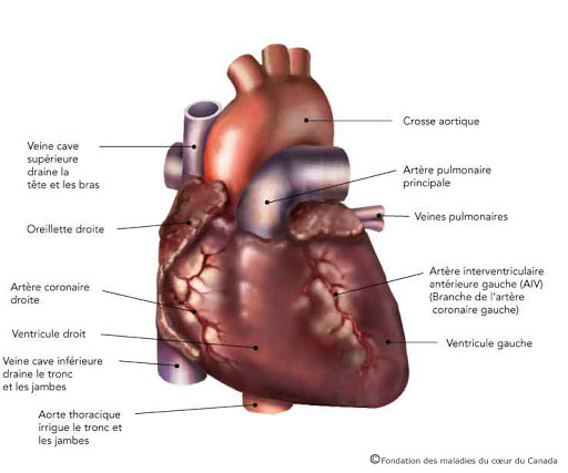 Une image montre les différentes parties du cœur, comme les cavités, les artères et les ventricules.