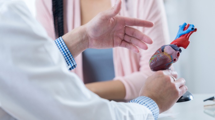 Un médecin montre un modèle anatomique du cœur.