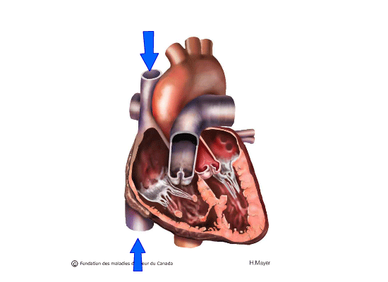 Une animation d’une coupe transversale du cœur présente la circulation sanguine dans ce muscle à l’aide de flèches et de mouvements.