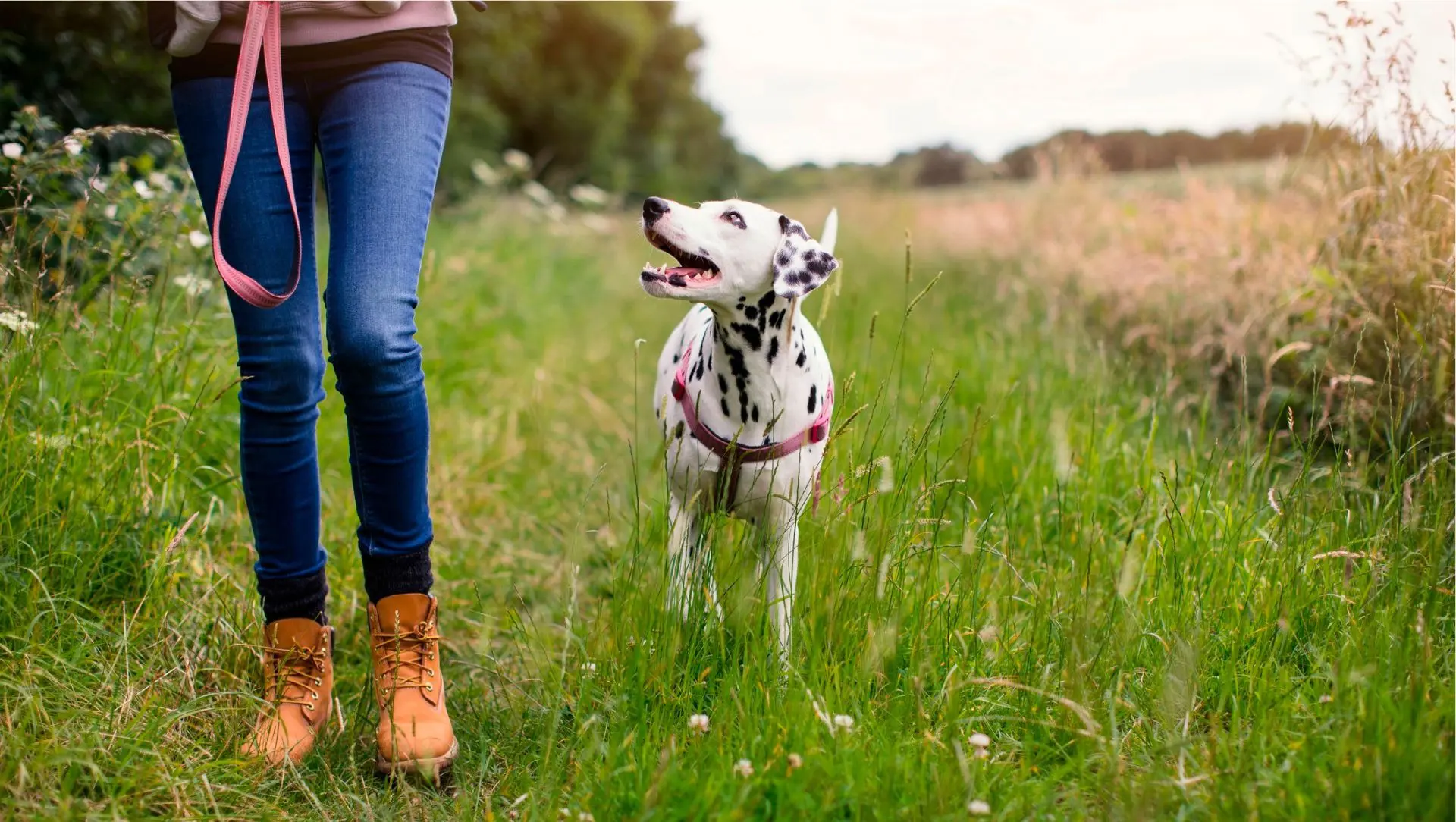 femme qui marche un dalmatien