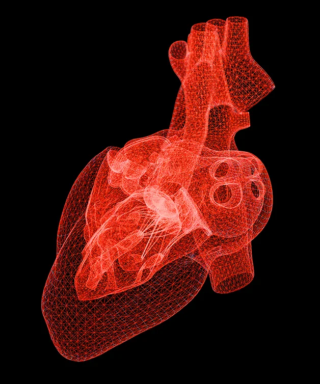 Représentation graphique du cœur humain
