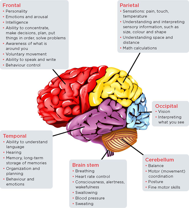 <p>Les lobes du cerveau et ce qu’ils contrôlent.</p>
<p> </p> <p>Les lobes du cerveau et ce qu’ils contrôlent.</p>
<p> </p>
