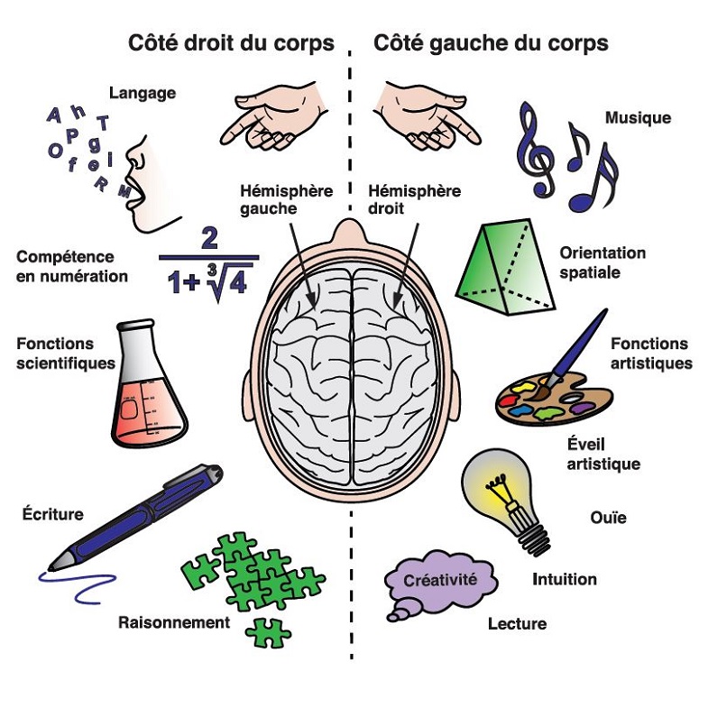 Les hémisphères du cerveau.  Hémisphère gauche: Main droite, Langage, Compétence en numération, Fonctions scientifiques, Écriture, Raisonnement.  Hémisphère droit: Main gauche, Musique, Orientation spatiale, Fonctions artistiques, Éveil artistique, Intuition, Créativité